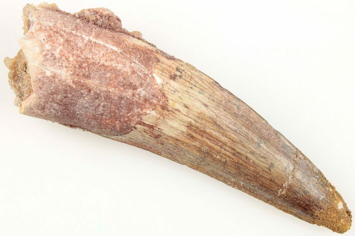 Fossil Spinosaurus Tooth - Real Dinosaur Tooth #204504
